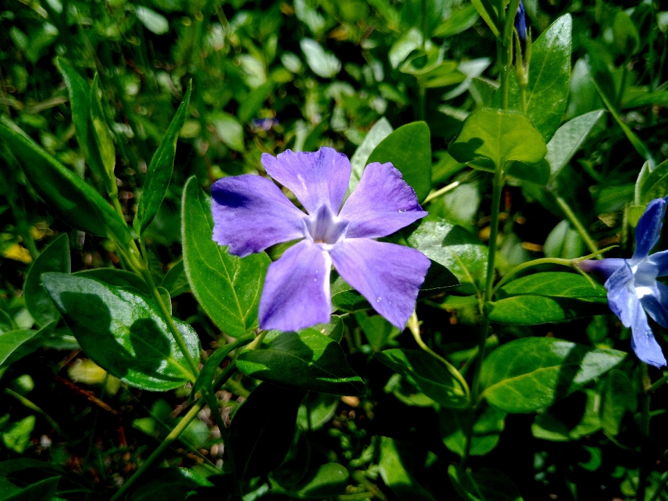 紫の花
 花 つぼみ 自然