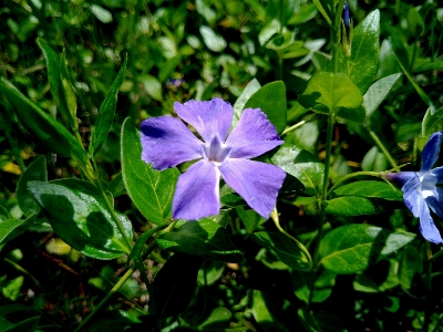 Purple flower bud nature Photo