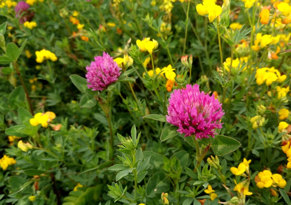 Yellow flower nature field