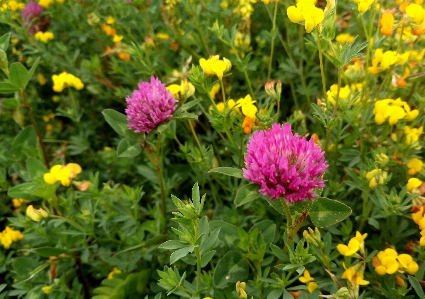 Yellow flower nature field Photo