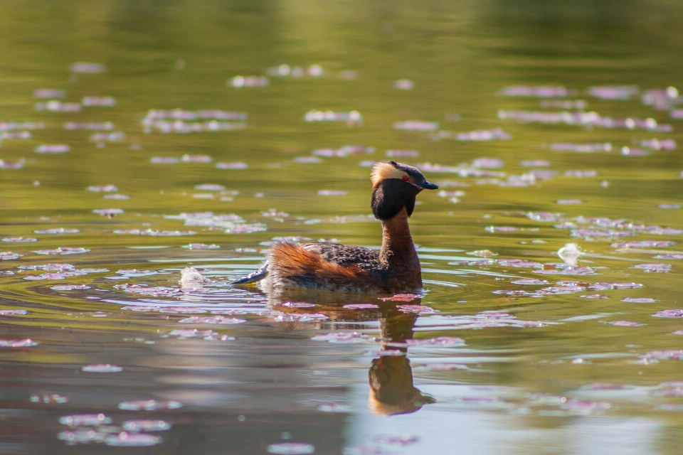 Oiseau canard vertébré
 le bec