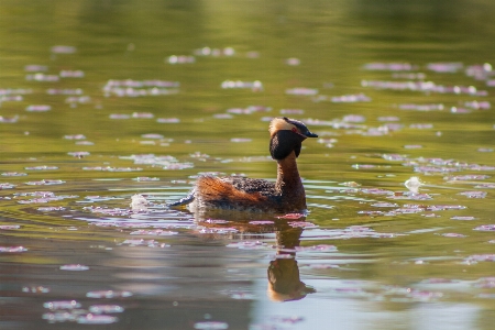 Bird duck vertebrate beak Photo