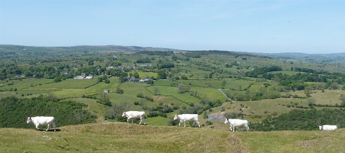 White cows pasture highland Photo