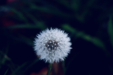 Foto Dente de leão botânica
 flor verde