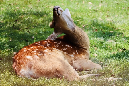 Foto Rusa satwa rumput hewan darat
