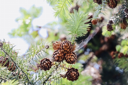 Pine cone botany columbian spruce sugar Photo