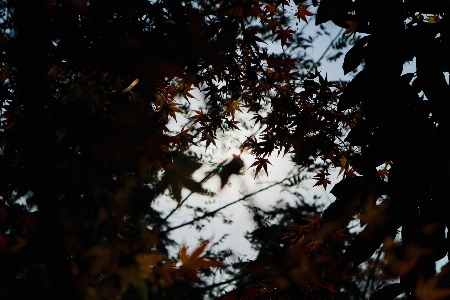 Maple tree botany red Photo