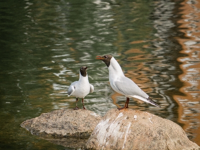 Foto Burung camar paruh laut
