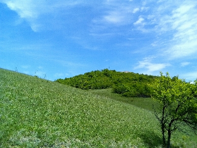 Landscape green tree sky Photo