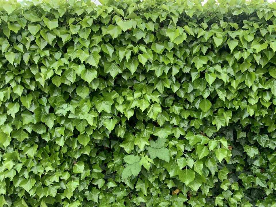 Green wall leaves plant