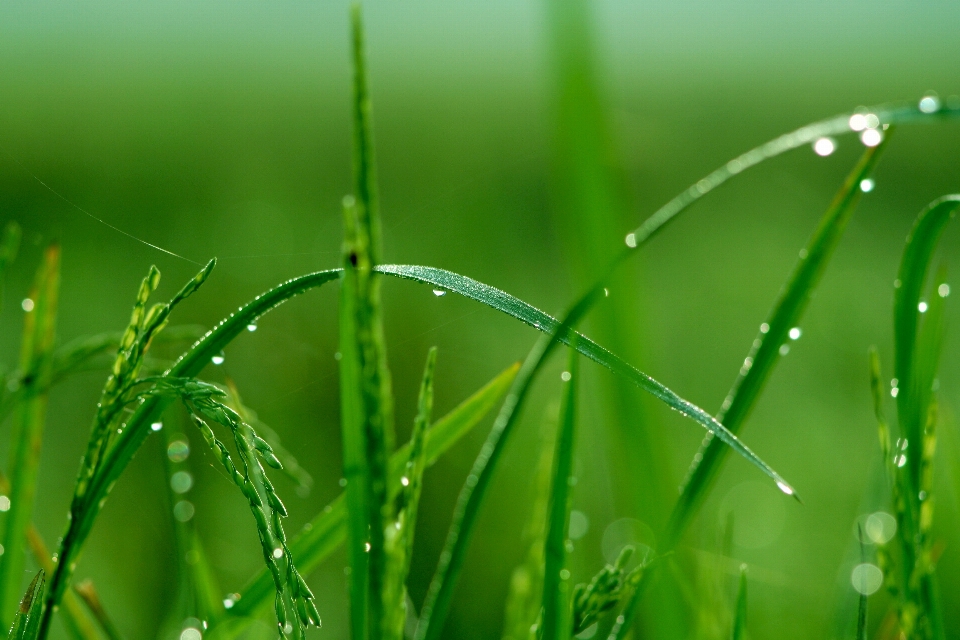 Mist green plant moisture