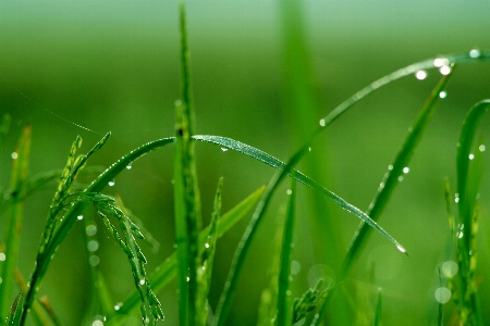 Mist green plant moisture Photo