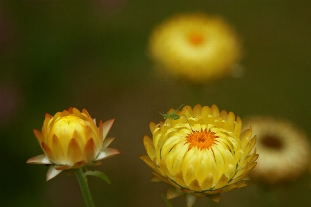 Foto Amarelo flor lindo flores