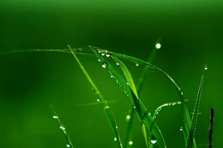 Paddy field green leaf water drop Photo