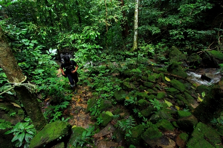 Asia travel vegetation jungle Photo