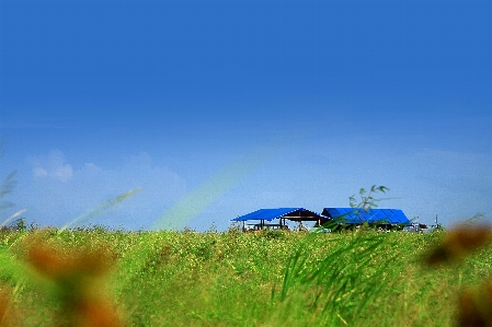 Malaysia southeast asia grassland blue Photo