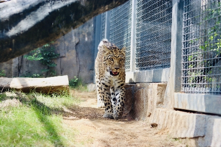 Foto Hewan macan tutul
 darat
 felidae
