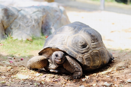 Crocodile tortoise animal vertebrate Photo