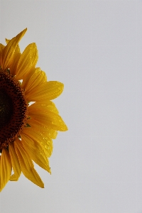 Sunflower flowers botany yellow Photo