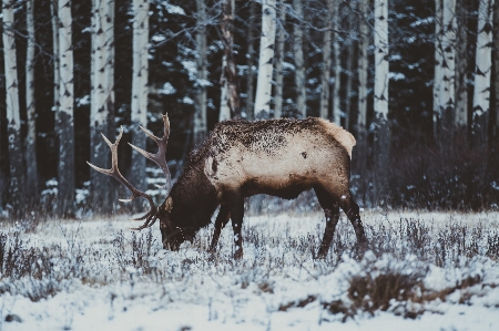 Wildlife elk antler reindeer Photo