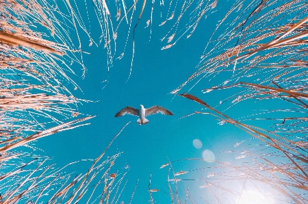 Blue turquoise line fireworks Photo