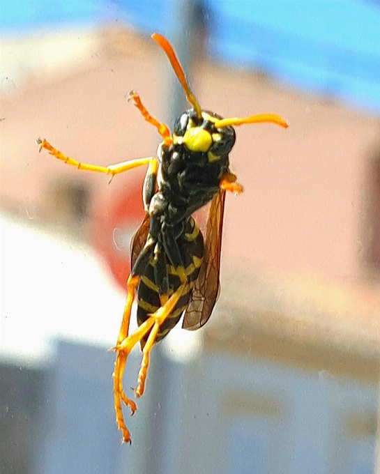 Vespa insetto eumenidi
 peste