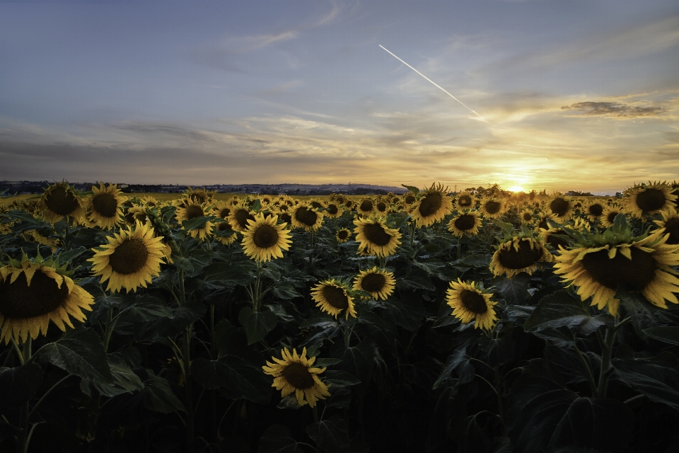 Ciel tournesol nature fleur