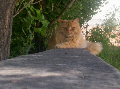 Foto Gato mamífero gatos de pequeno a médio porte
 felídeos
