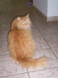 Foto Gato mamífero gatos de pequeno a médio porte
 bigodes
