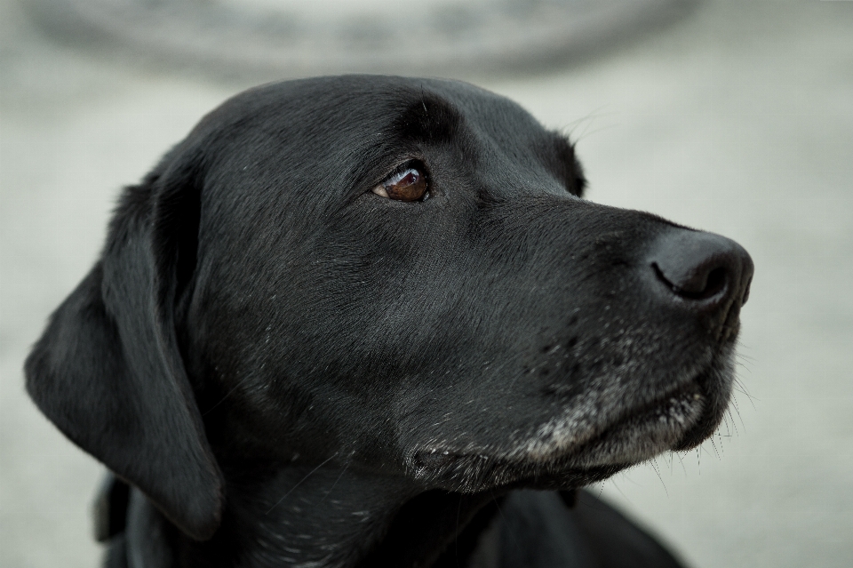 Cachorro mamífero vertebrado
 canídeos
