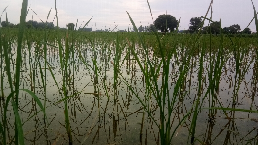 Nature garden season grass Photo