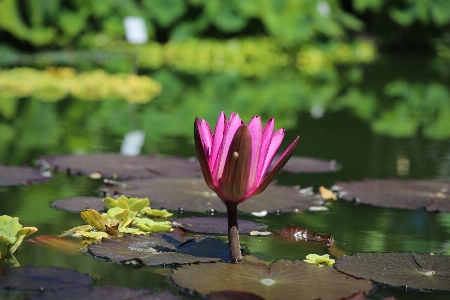 Zdjęcie Lilia wodna
 ogród botaniczny
 kwiat roślina kwitnąca
