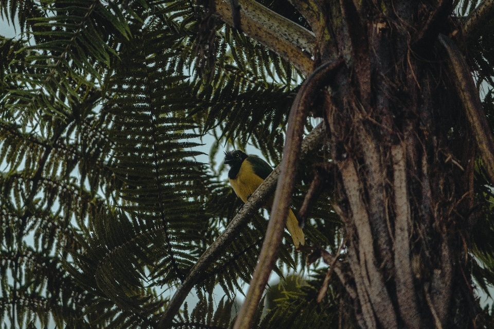 Tree bird palm plant