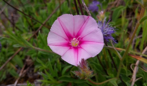 Flower nature beauty greenery Photo