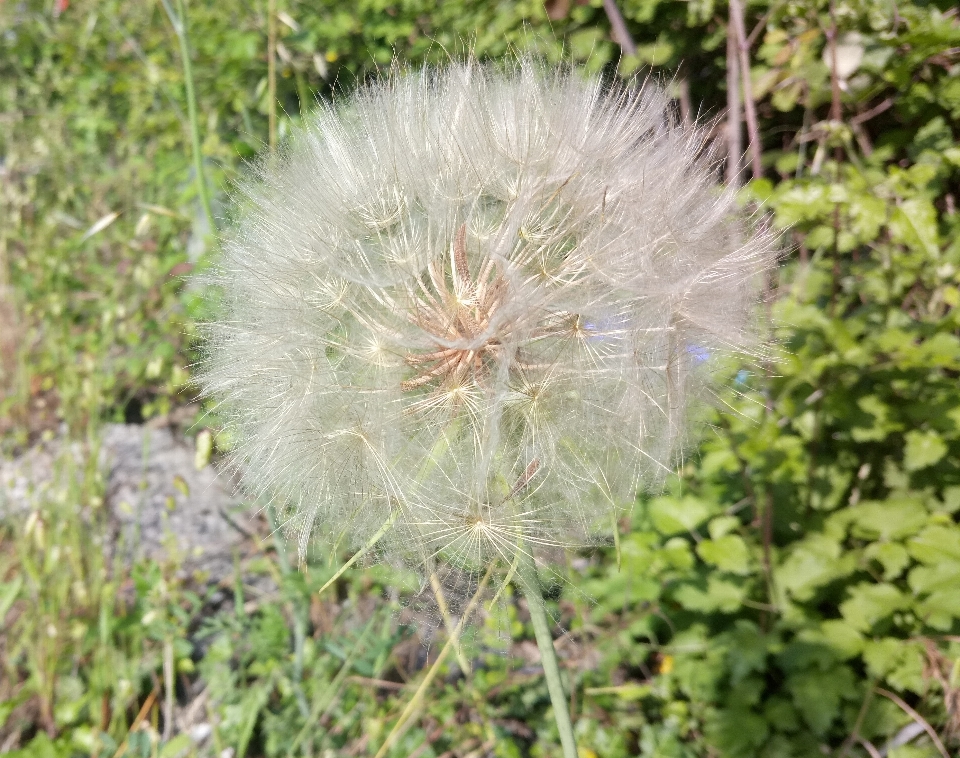 Flor naturaleza belleza verdor