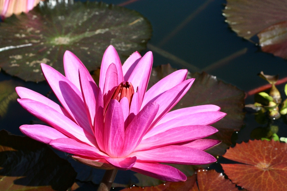 Acqua giglio fiore petalo