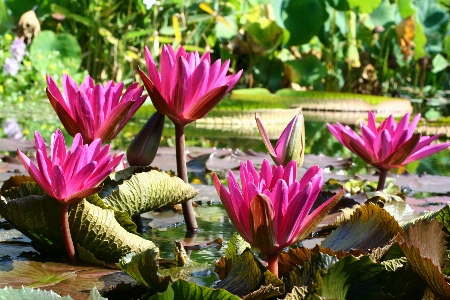 Water lily flower flowering plant Photo