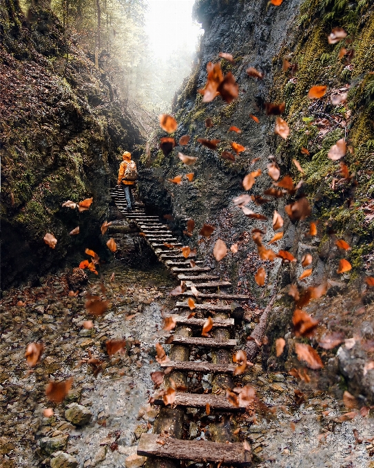 Zjawisko geologiczne
 rock las