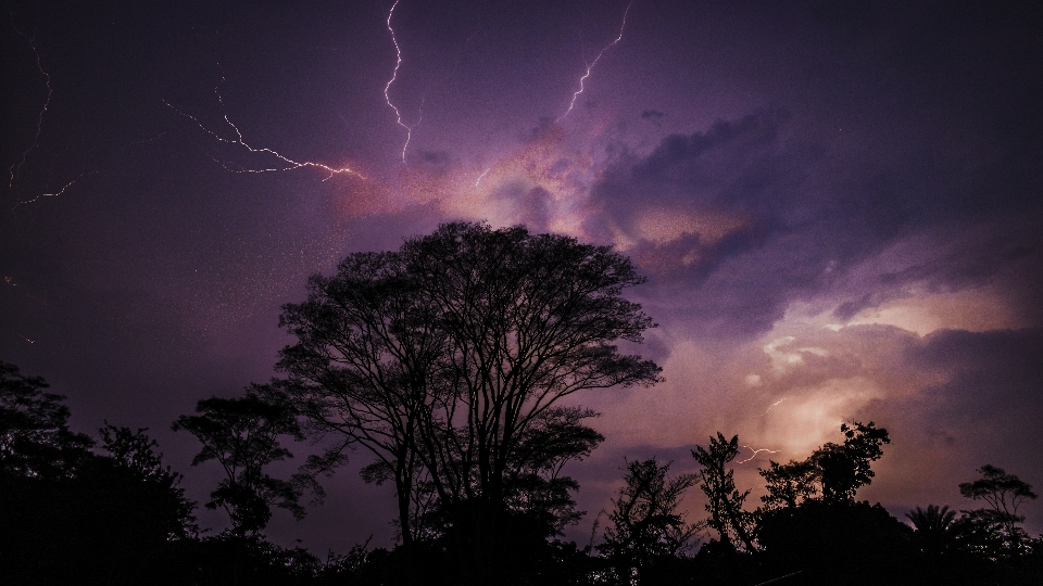 Landscape lightning tree night