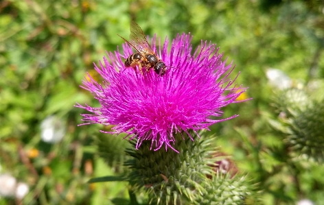 Zdjęcie Natura oddział kwiat zakład