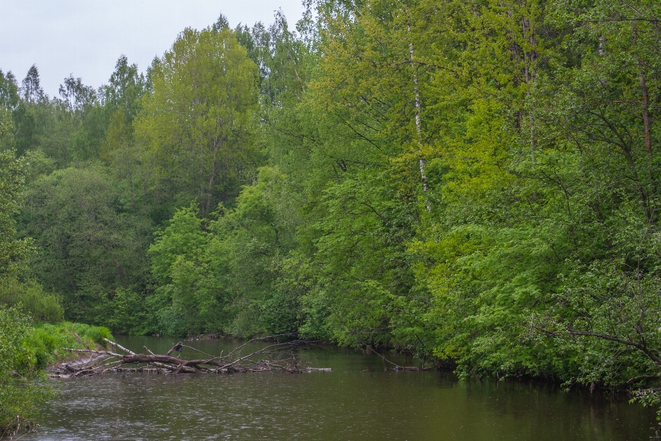 Fiume corpo d'acqua
 paesaggio naturale
 vegetazione