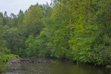 Foto Fiume corpo d'acqua
 paesaggio naturale
 vegetazione