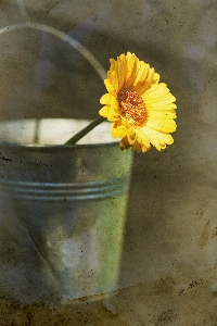 Foto Amarelo calêndula
 flor gérbera
