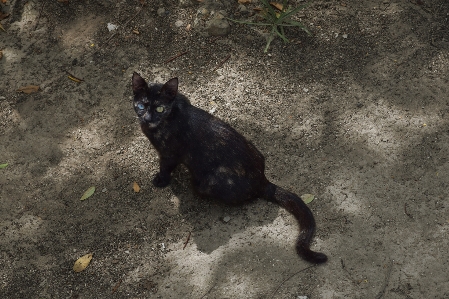 Foto Alami kucing hitam