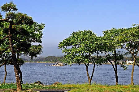 Korea east sea lake of kyungpo tree Photo