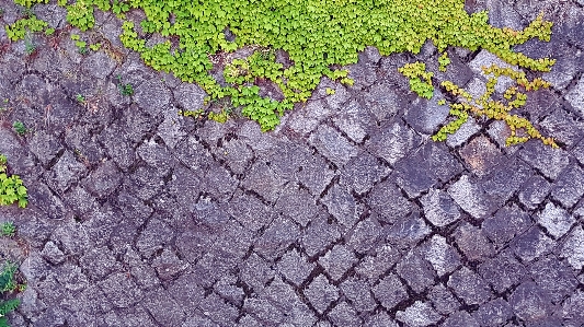 Korea tree nature green Photo