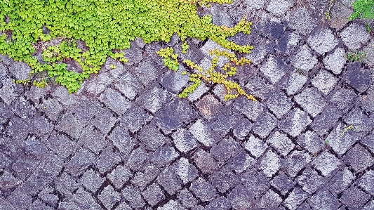 Korea tree nature green Photo