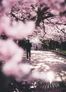 Nature tree flower spring Photo