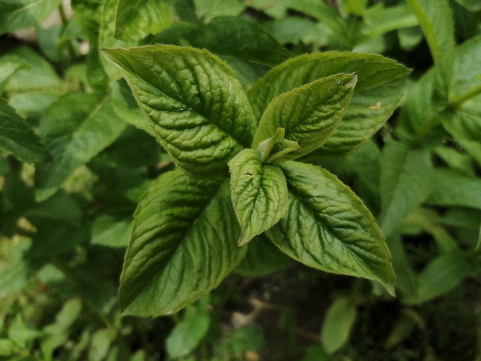 薄荷叶
 薄荷
 植物 叶子