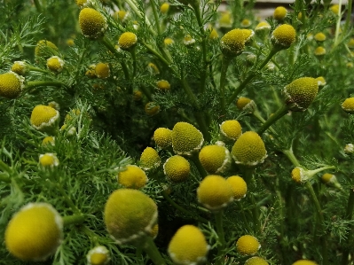 Chamomile mayweed plant flower Photo